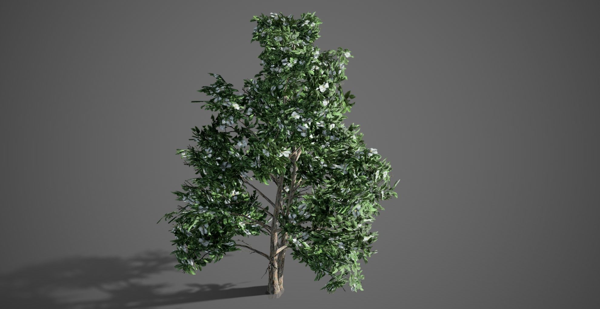 Korean Stewartia Spring Tree Low-poly 3D model_2