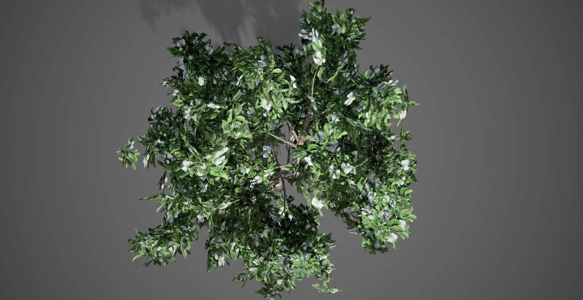 Korean Stewartia Spring Tree Low-poly 3D model_4