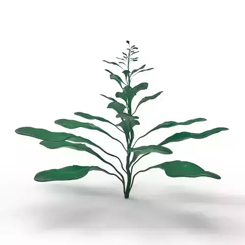 Plant