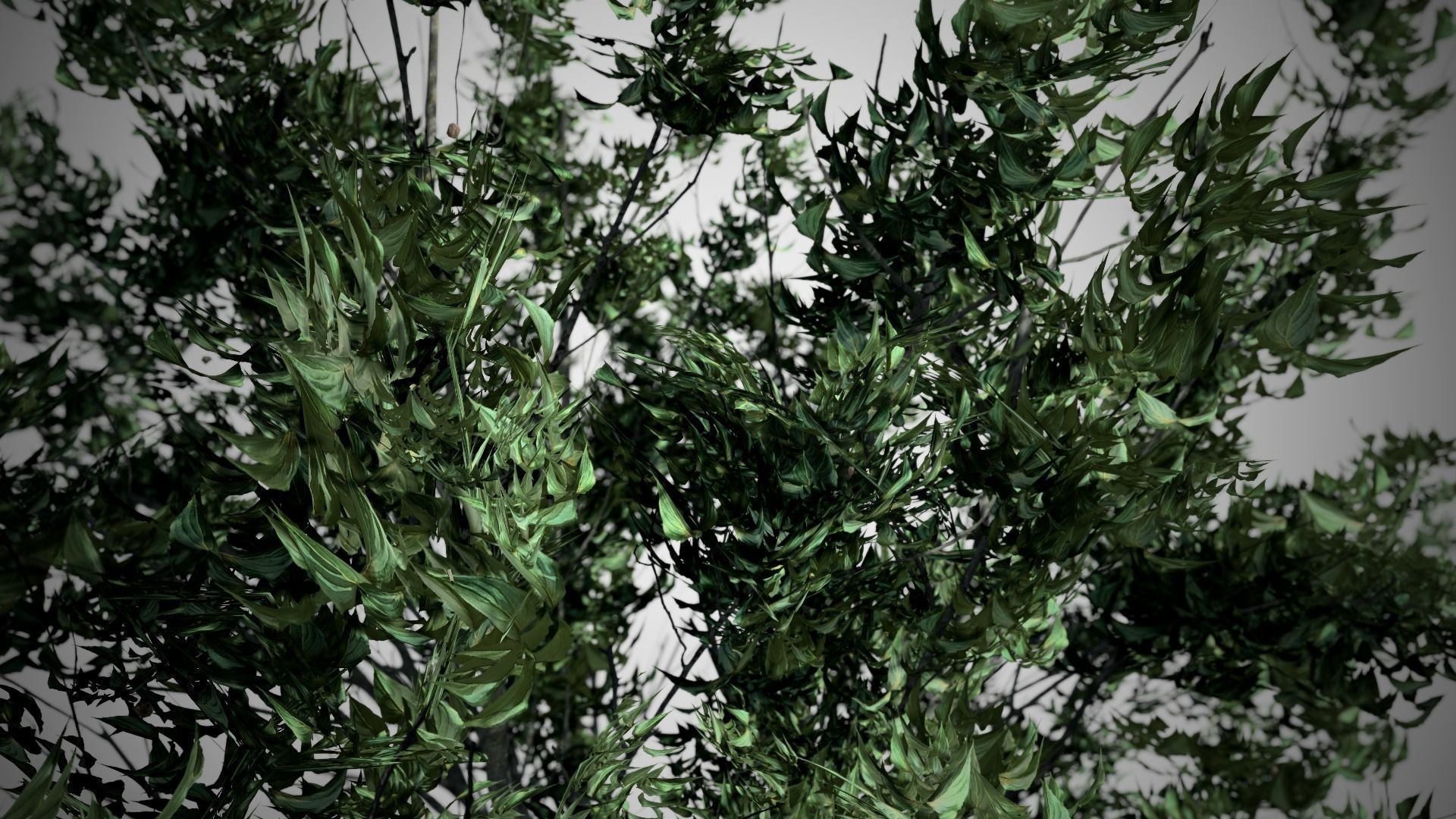 Kousa Dogwood Tree Low-poly 3D model_1