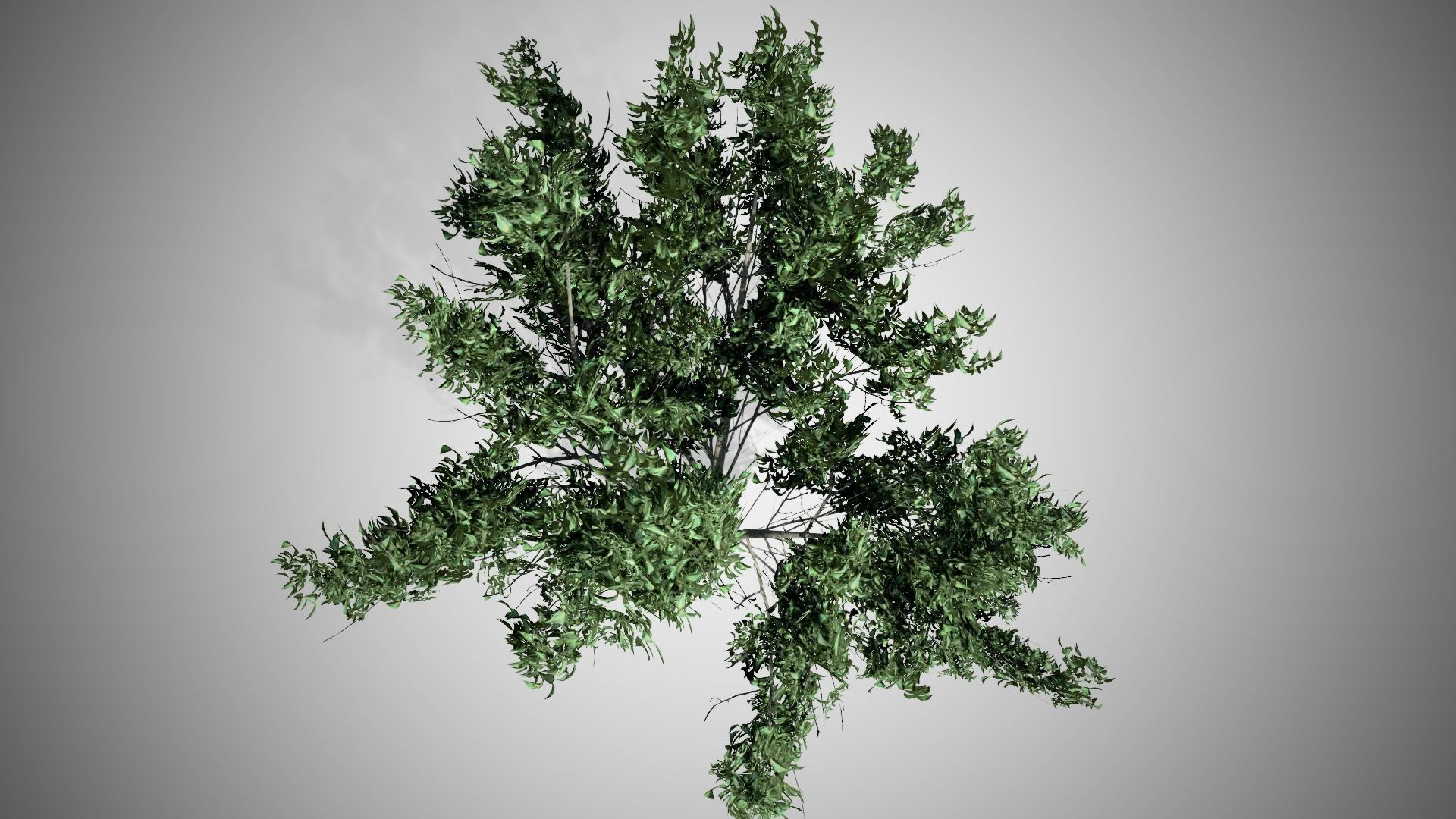 Kousa Dogwood Tree Low-poly 3D model_4