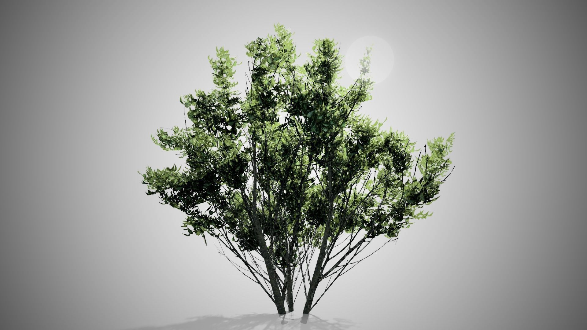 Kousa Dogwood Tree Low-poly 3D model_3