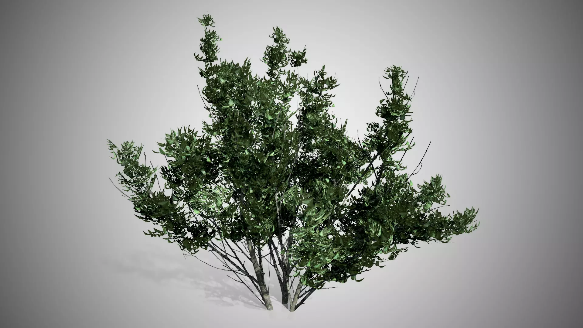Kousa Dogwood Tree Low-poly 3D model_0