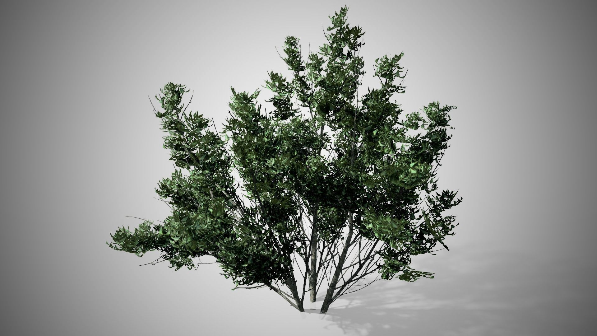 Kousa Dogwood Tree Low-poly 3D model_2