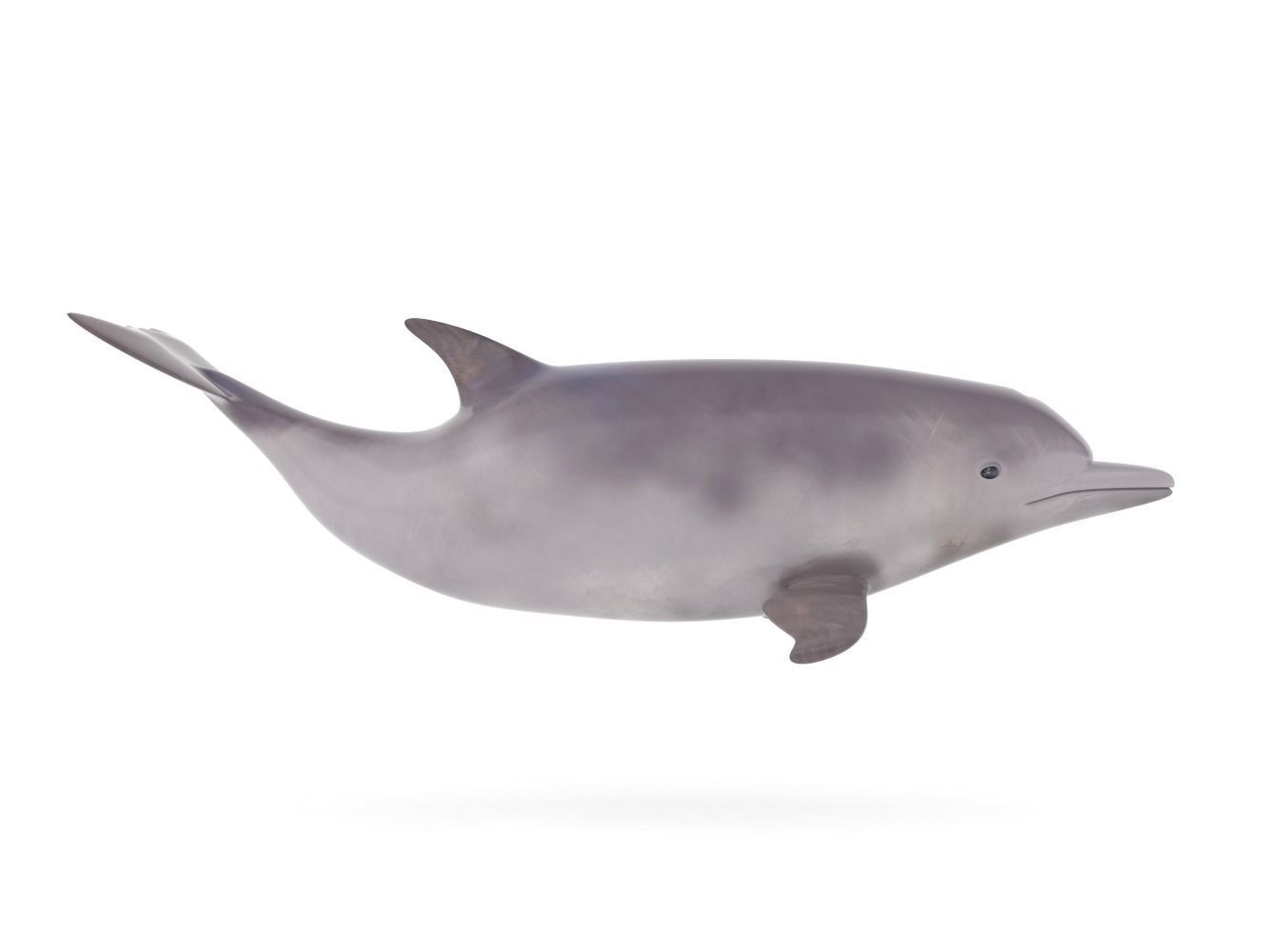 Dolphin toy 3D model_4