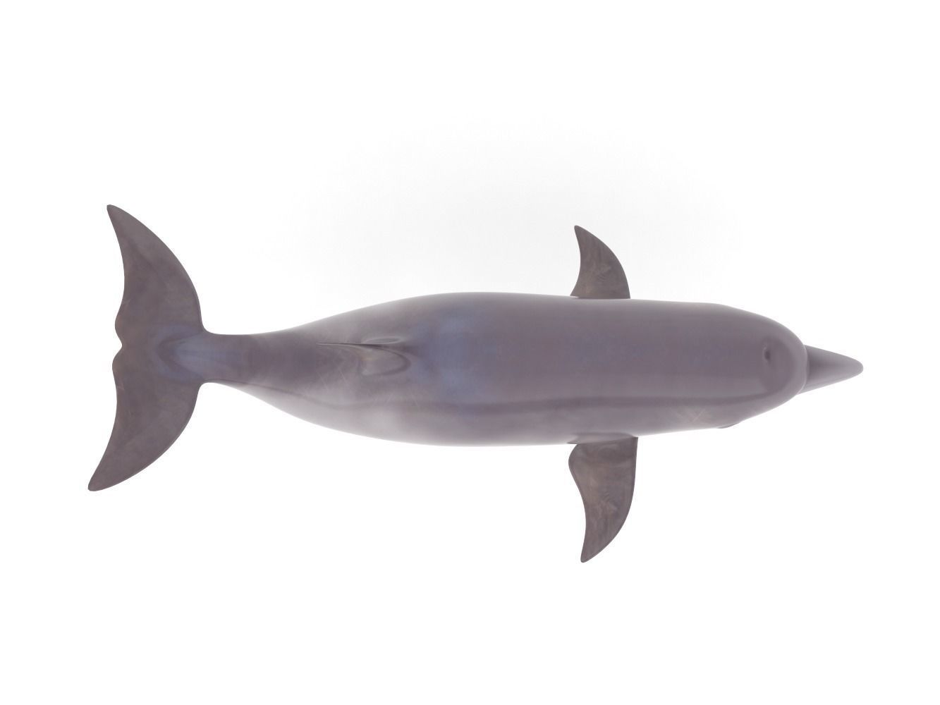 Dolphin toy 3D model_5