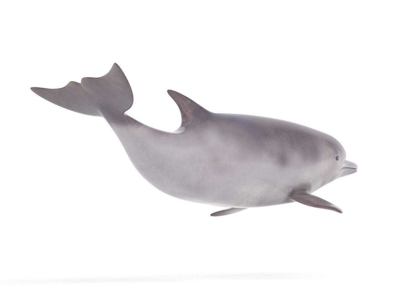 Dolphin toy 3D model_3