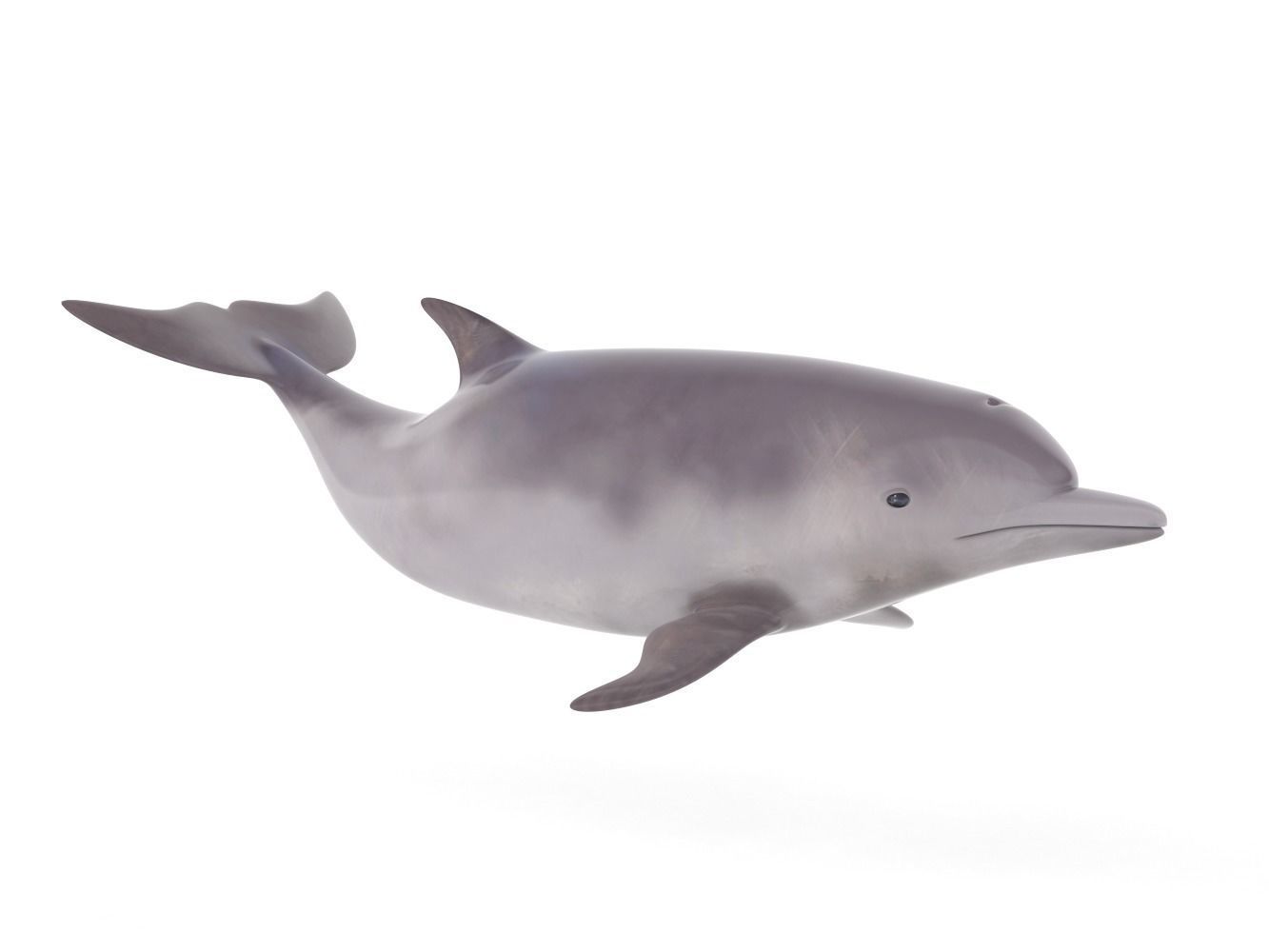 Dolphin toy 3D model_1