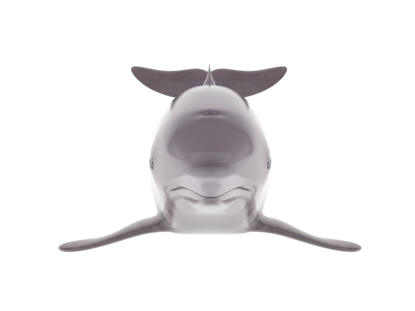 Dolphin toy 3D model_2