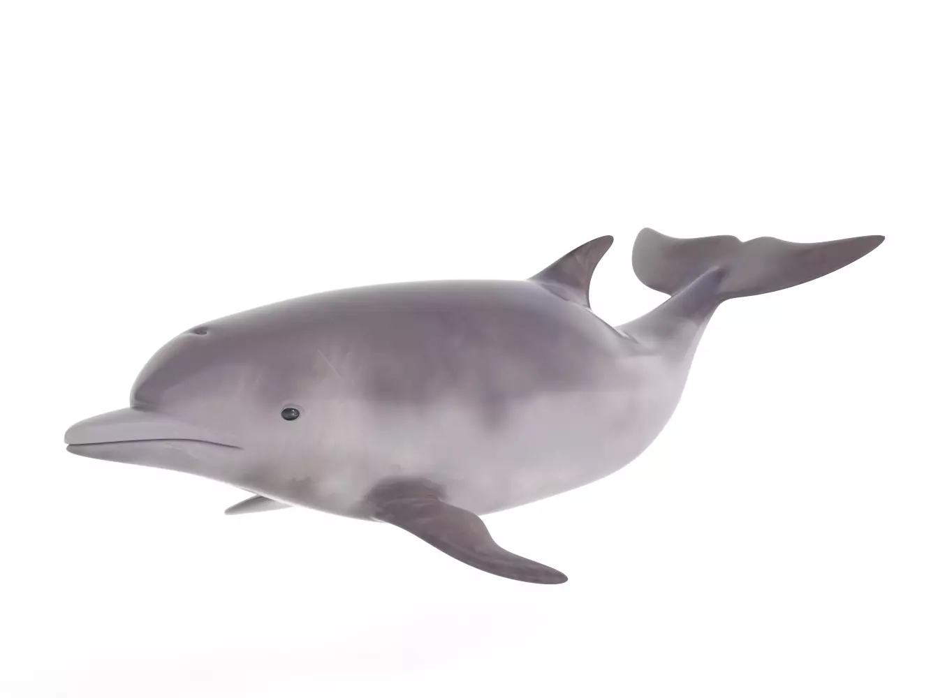 Dolphin toy 3D model_0