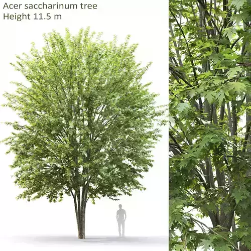 Acer saccharinum 02 H11m