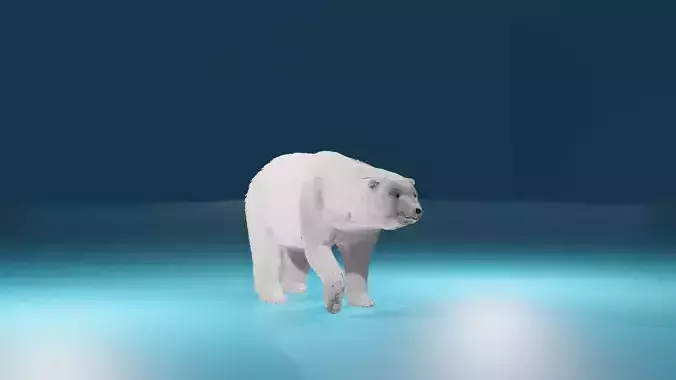 Polar Bear 3D model