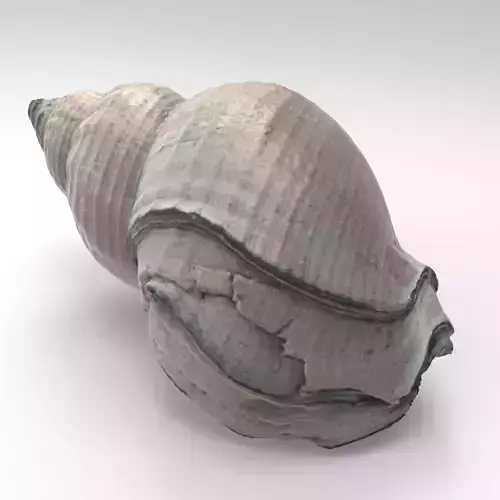 Shell