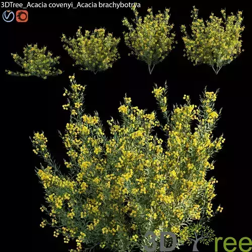 Acacia brachybotrya - Acacia covenyi - 01