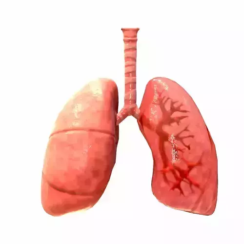 Respiratory System Low-poly 3D model