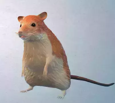 Animal Rat 3D model