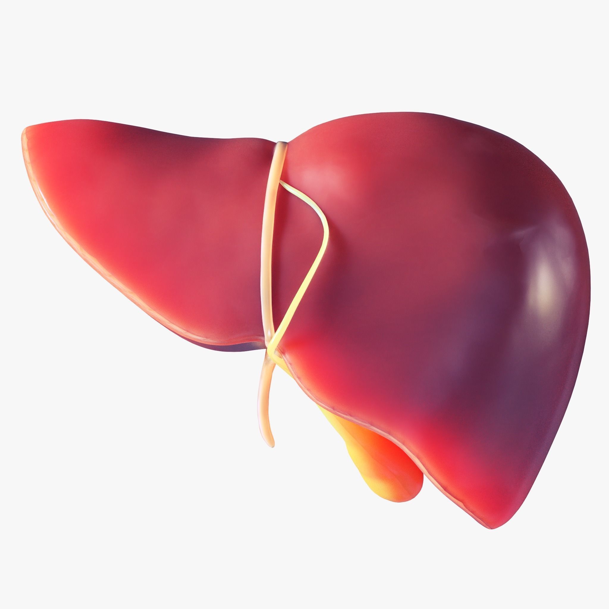 Human Liver Low-poly 3D model_5