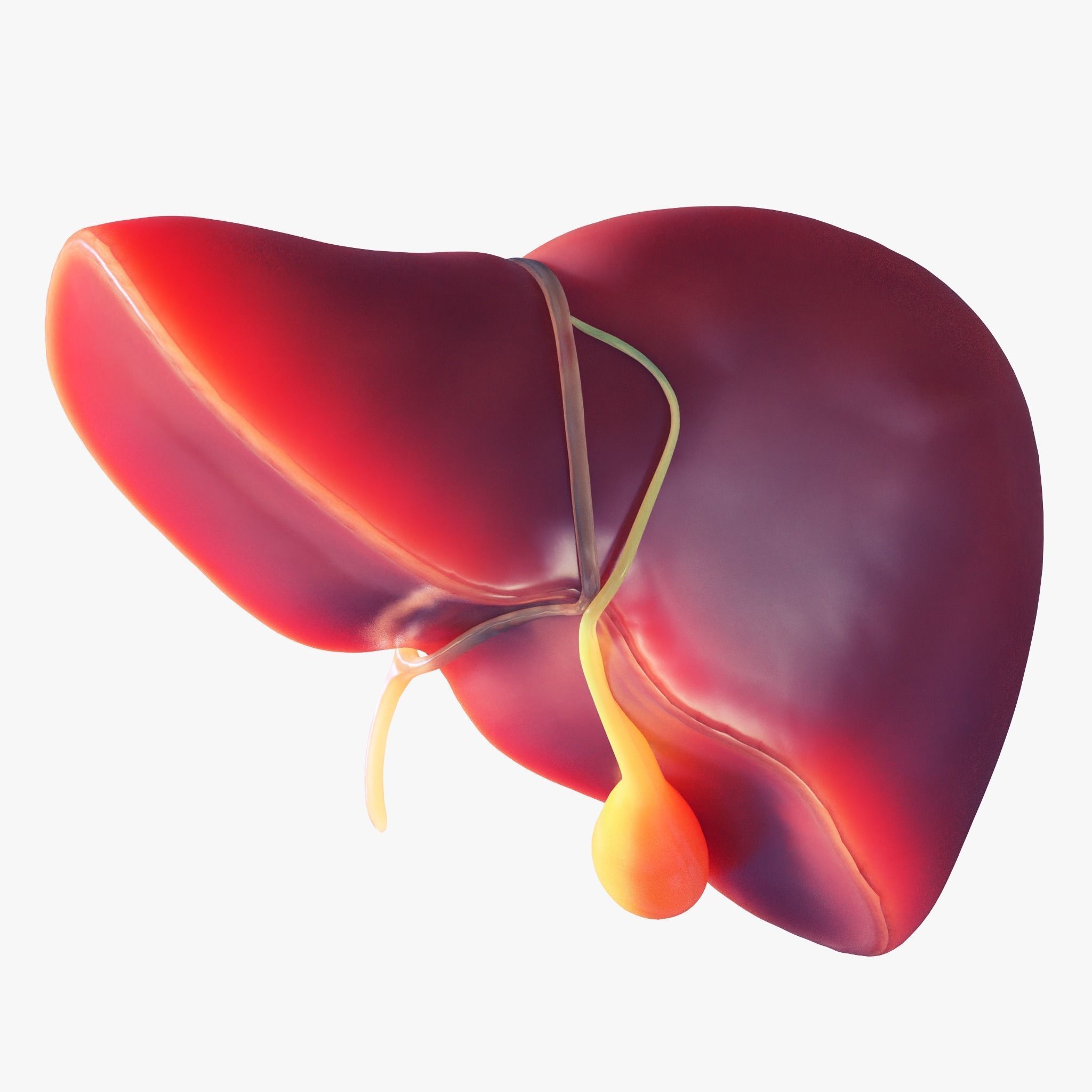Human Liver Low-poly 3D model_2