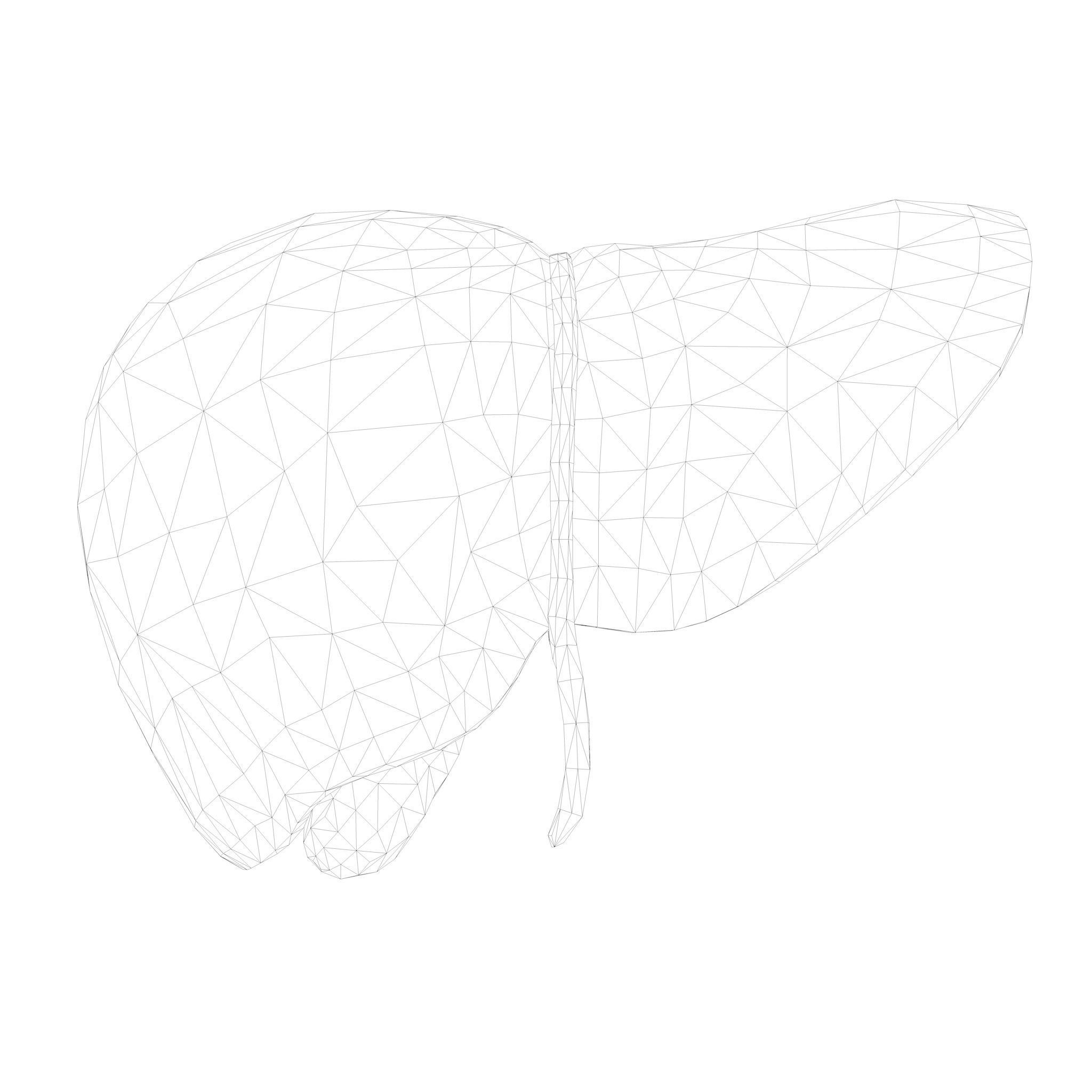 Human Liver Low-poly 3D model_11