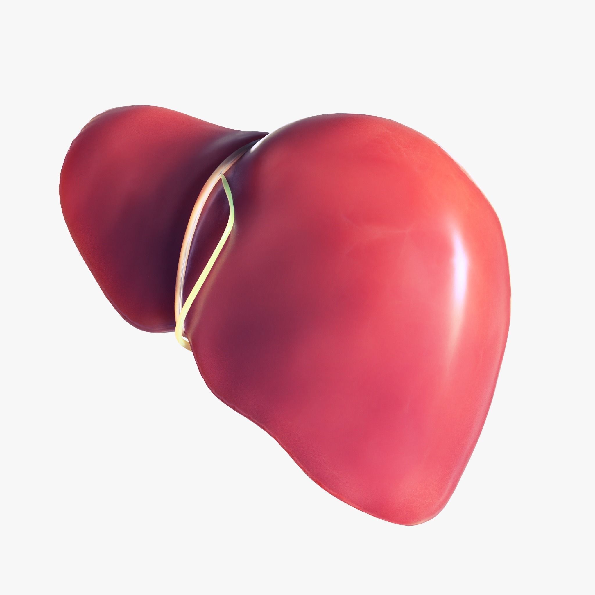 Human Liver Low-poly 3D model_6