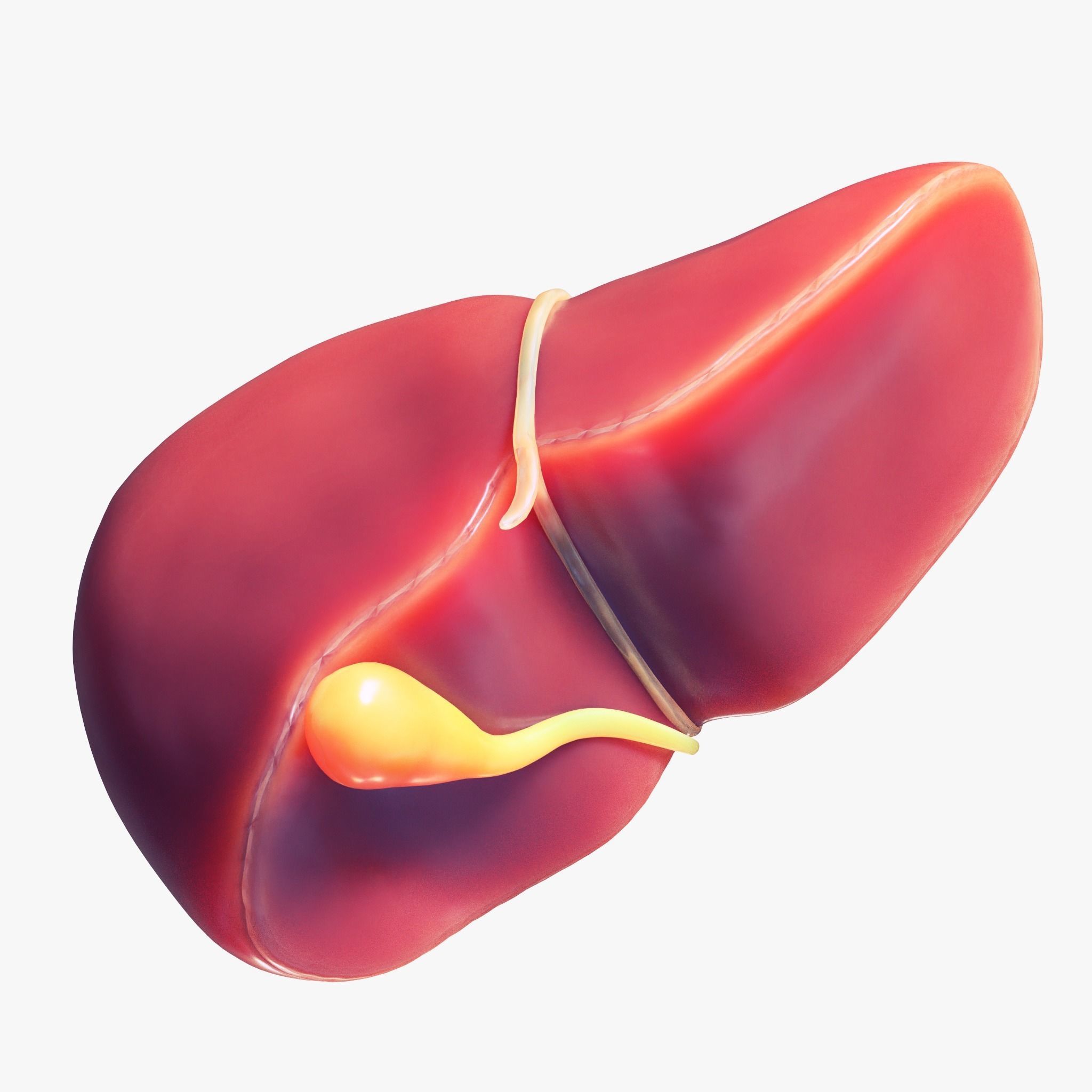 Human Liver Low-poly 3D model_4