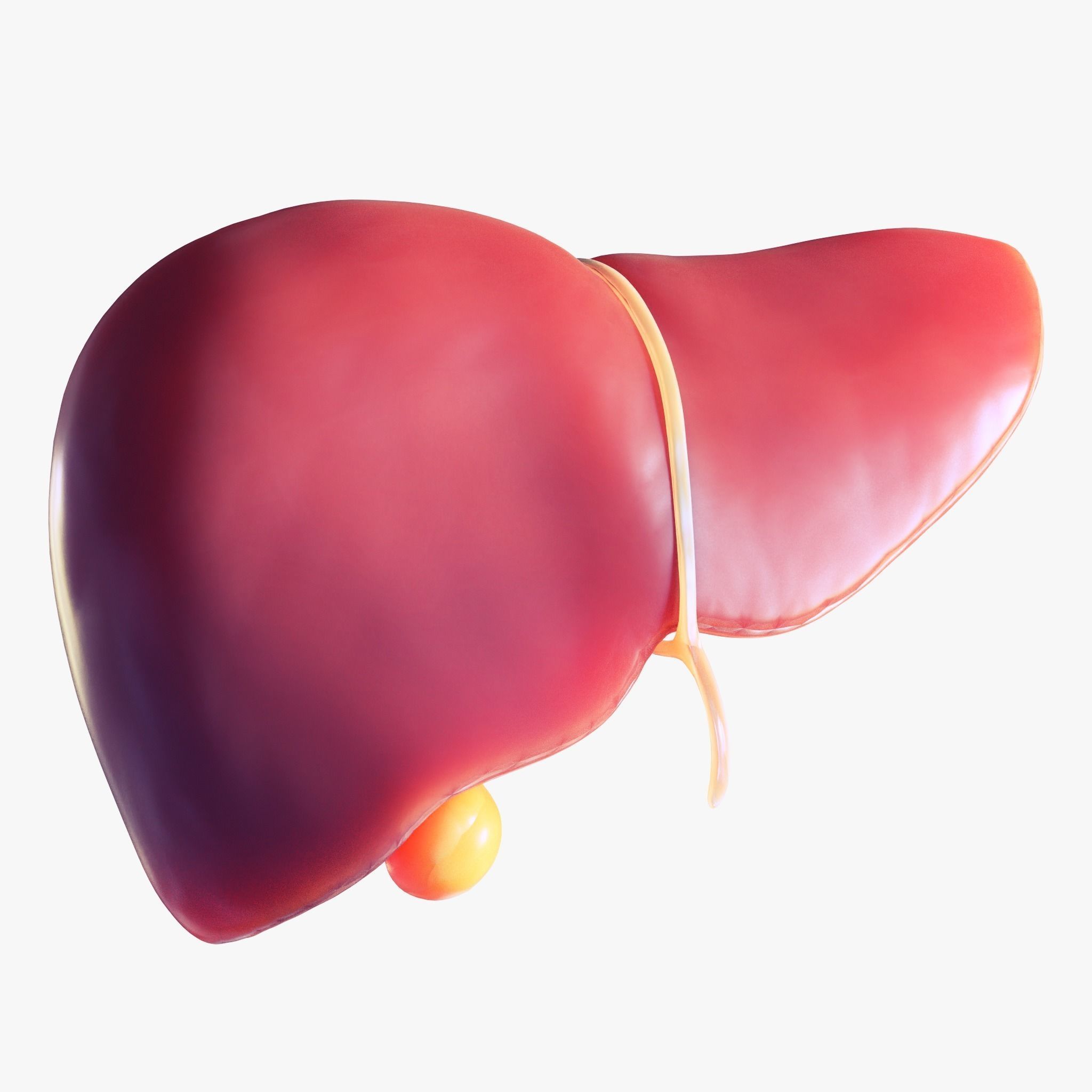 Human Liver Low-poly 3D model_3