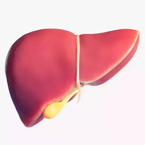 Human Liver Low-poly 3D model