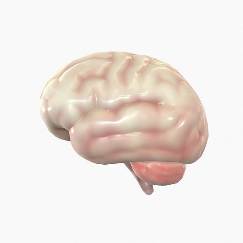 Human Brain Low-poly 3D model