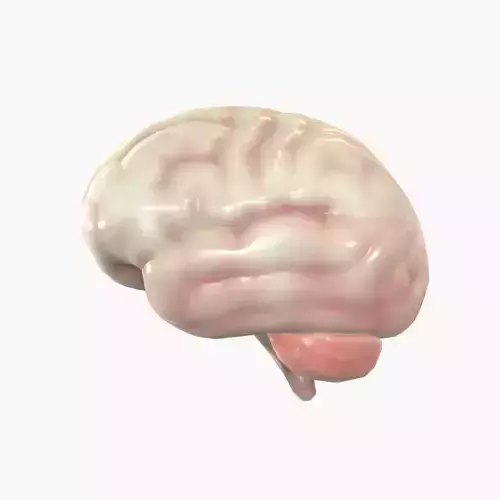 Human Brain Low-poly 3D model