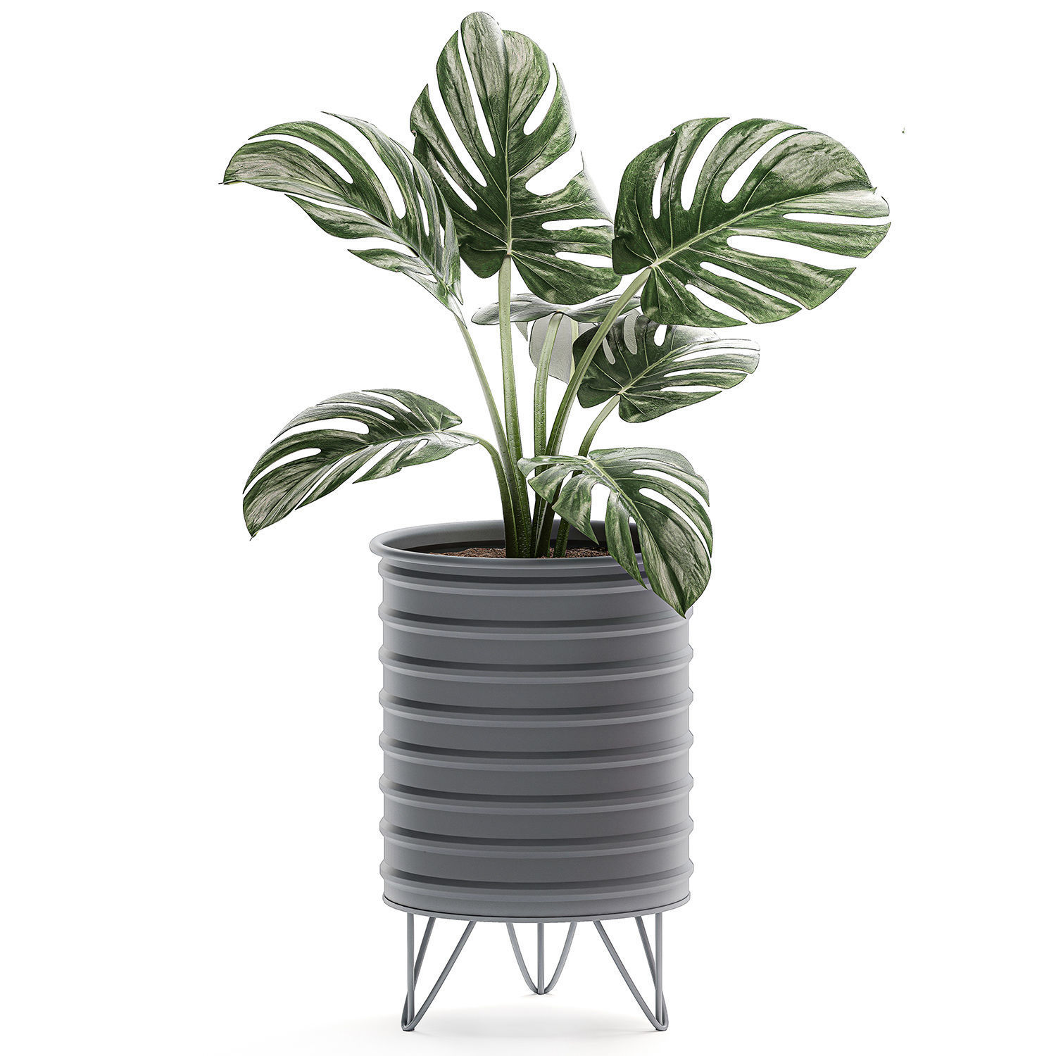  Decorative plants in pots on a stand for the interior 529 3D model_2