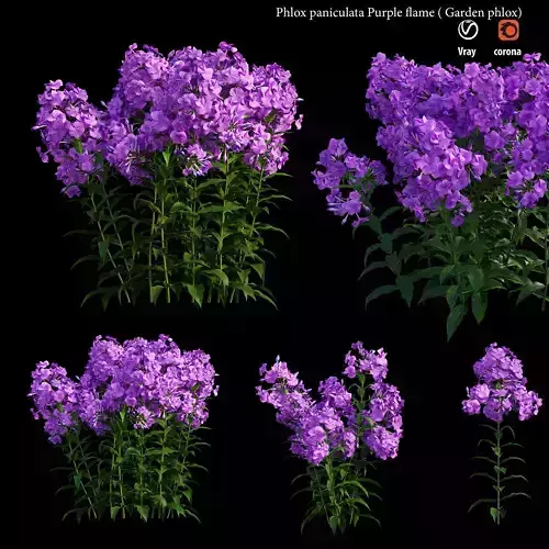 Phlox paniculata purple frame