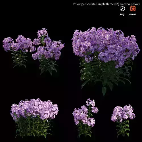 Phlox paniculata purple flame 02