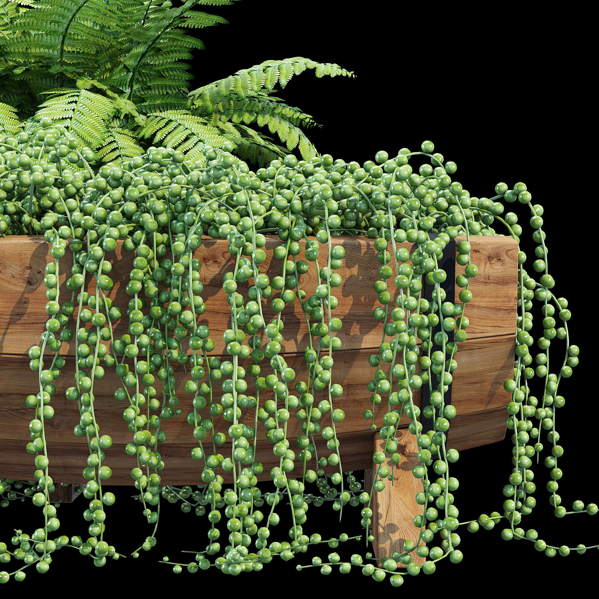 Yarmouth ferns and plants in wooden planter 3D model_12