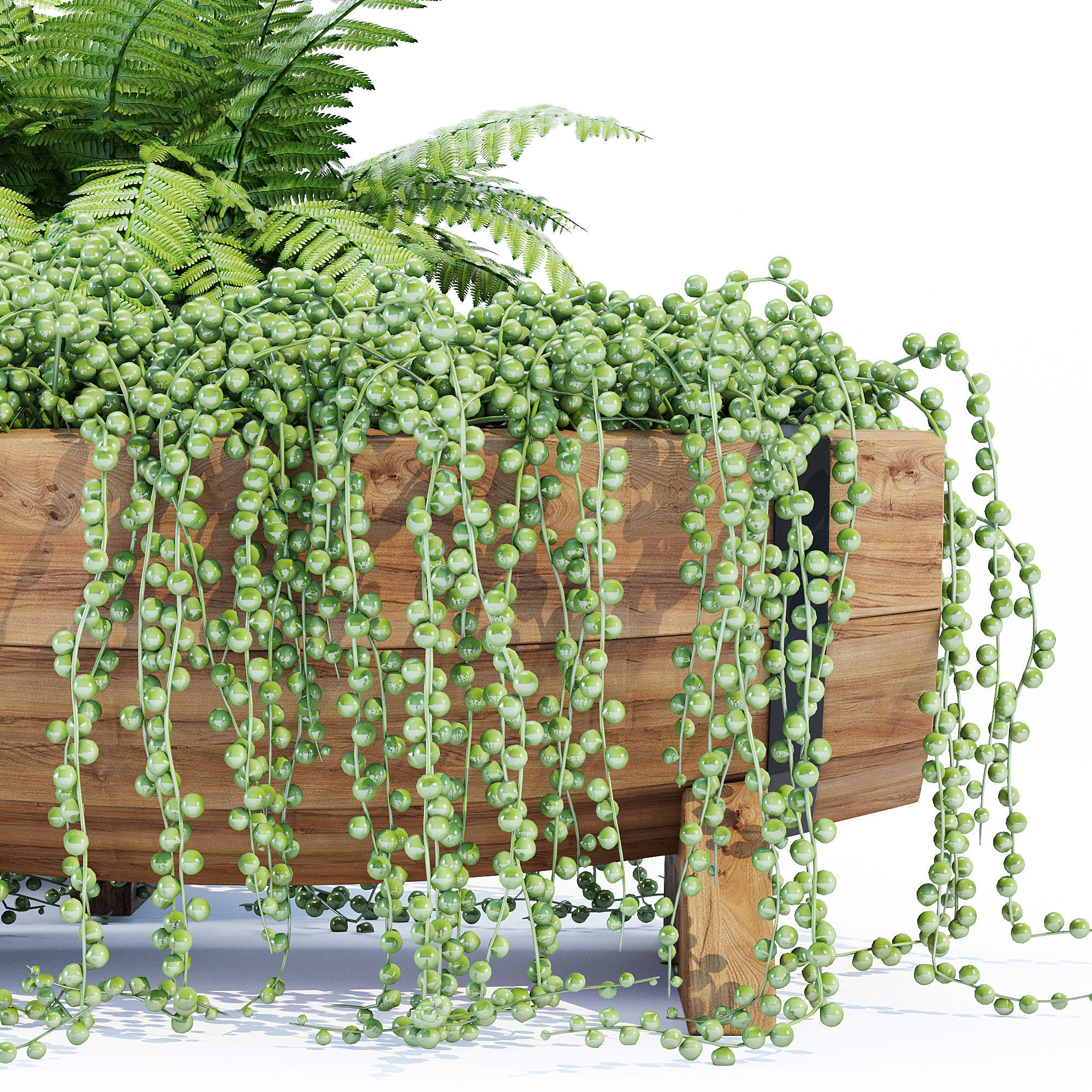 Yarmouth ferns and plants in wooden planter 3D model_5