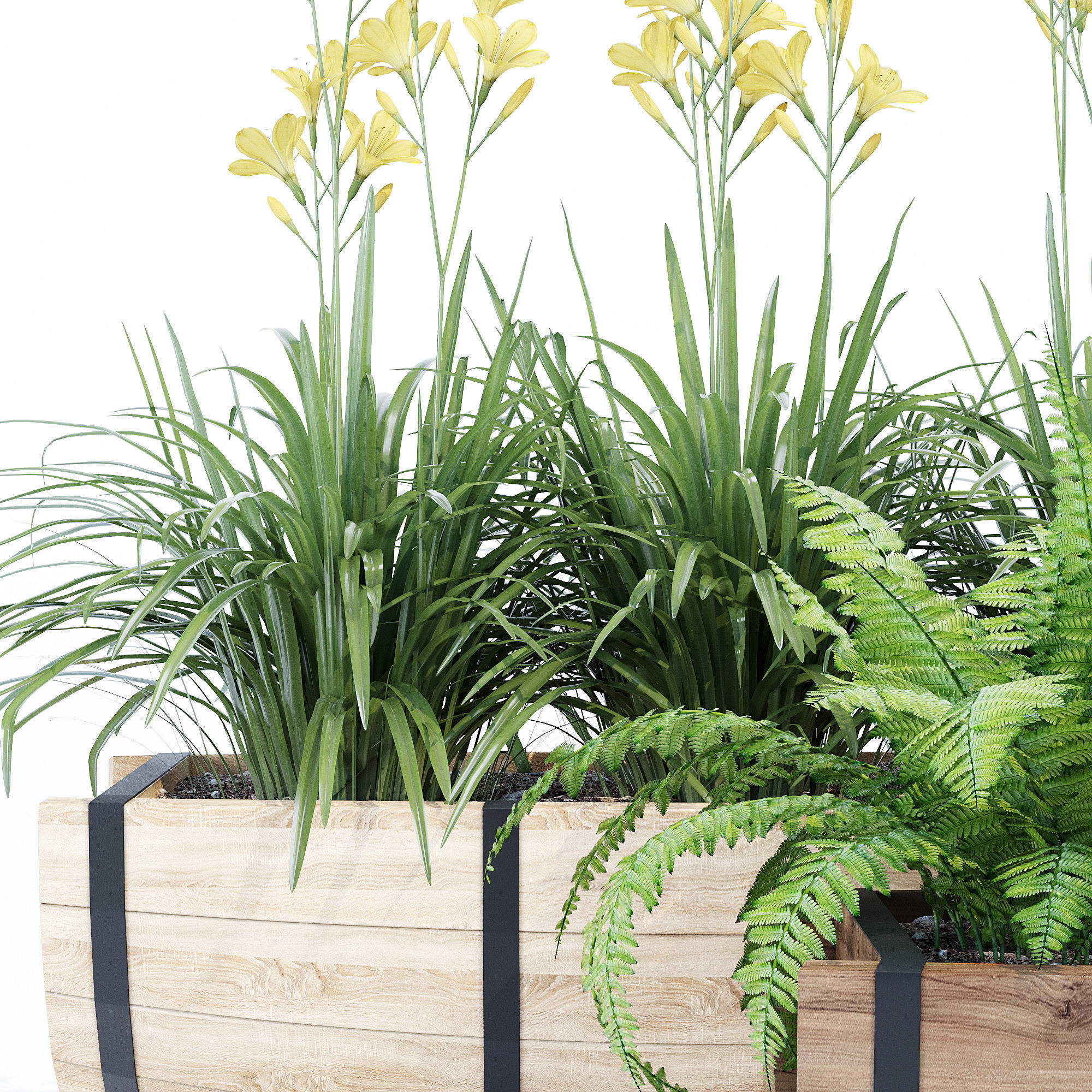 Yarmouth ferns and plants in wooden planter 3D model_6
