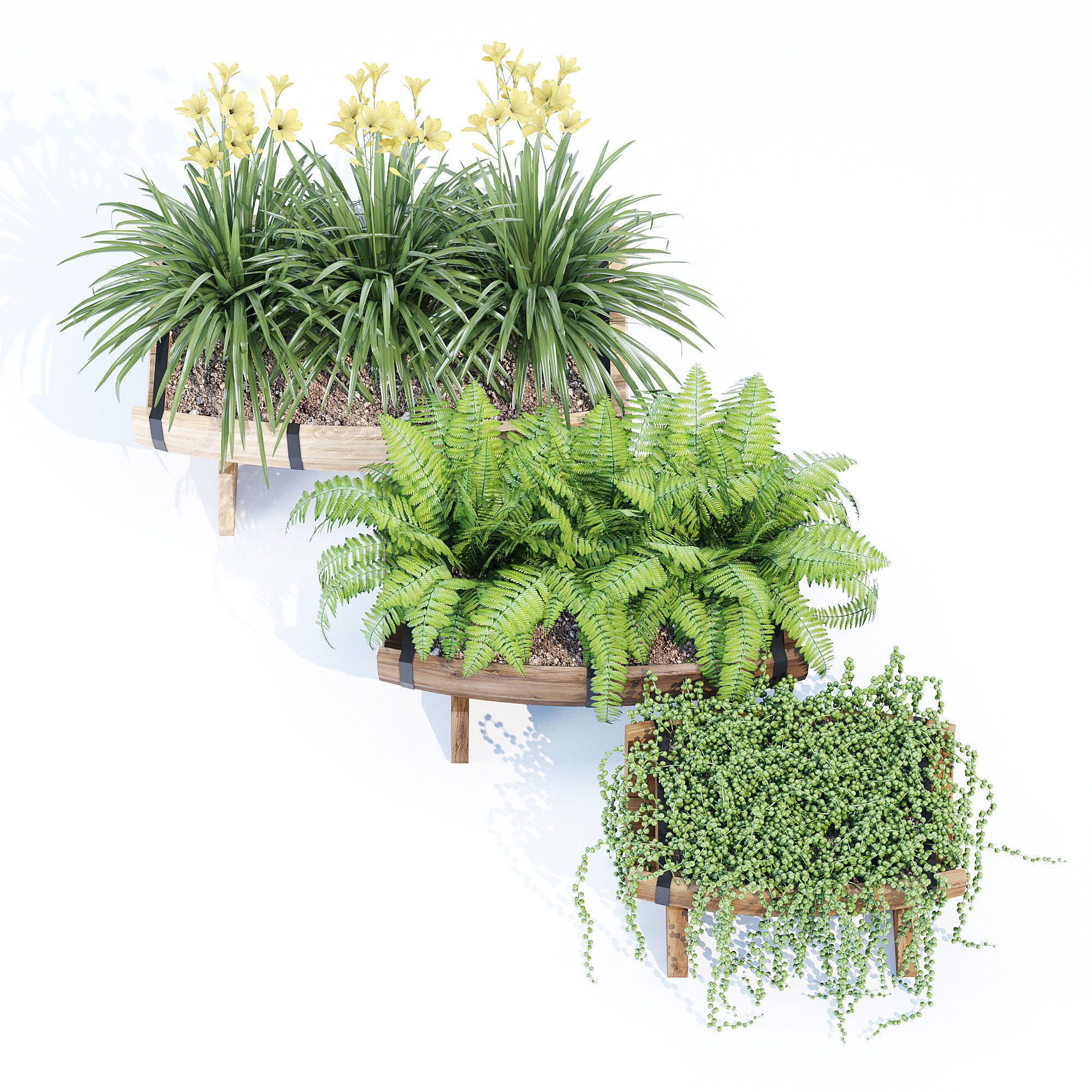 Yarmouth ferns and plants in wooden planter 3D model_4