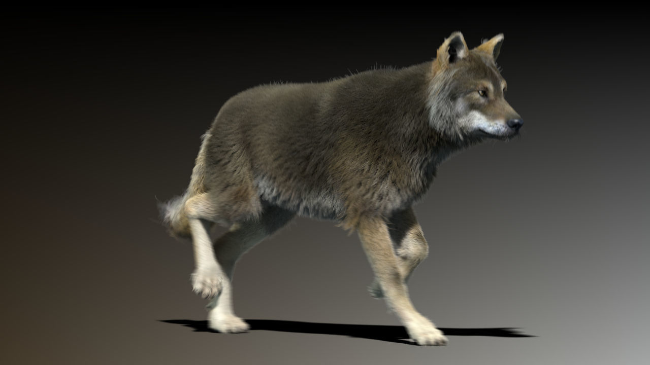 3d Wolf animal Animated Rigged wolf 3D model_8