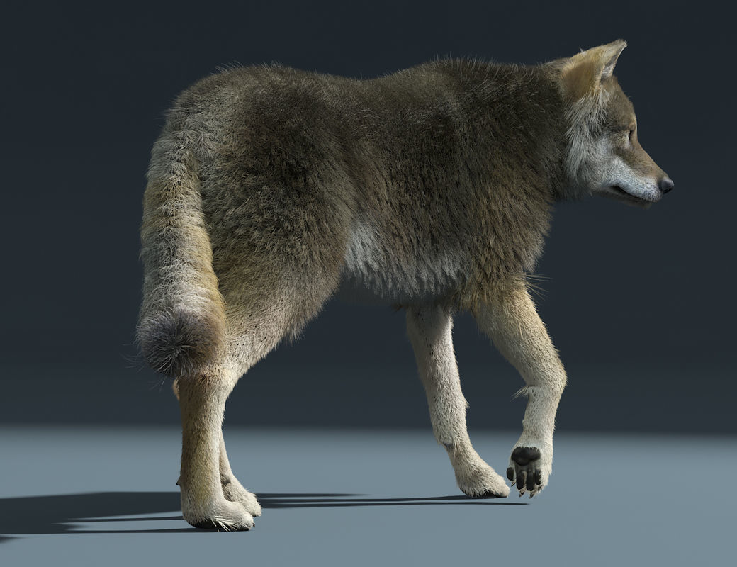 3d Wolf animal Animated Rigged wolf 3D model_3