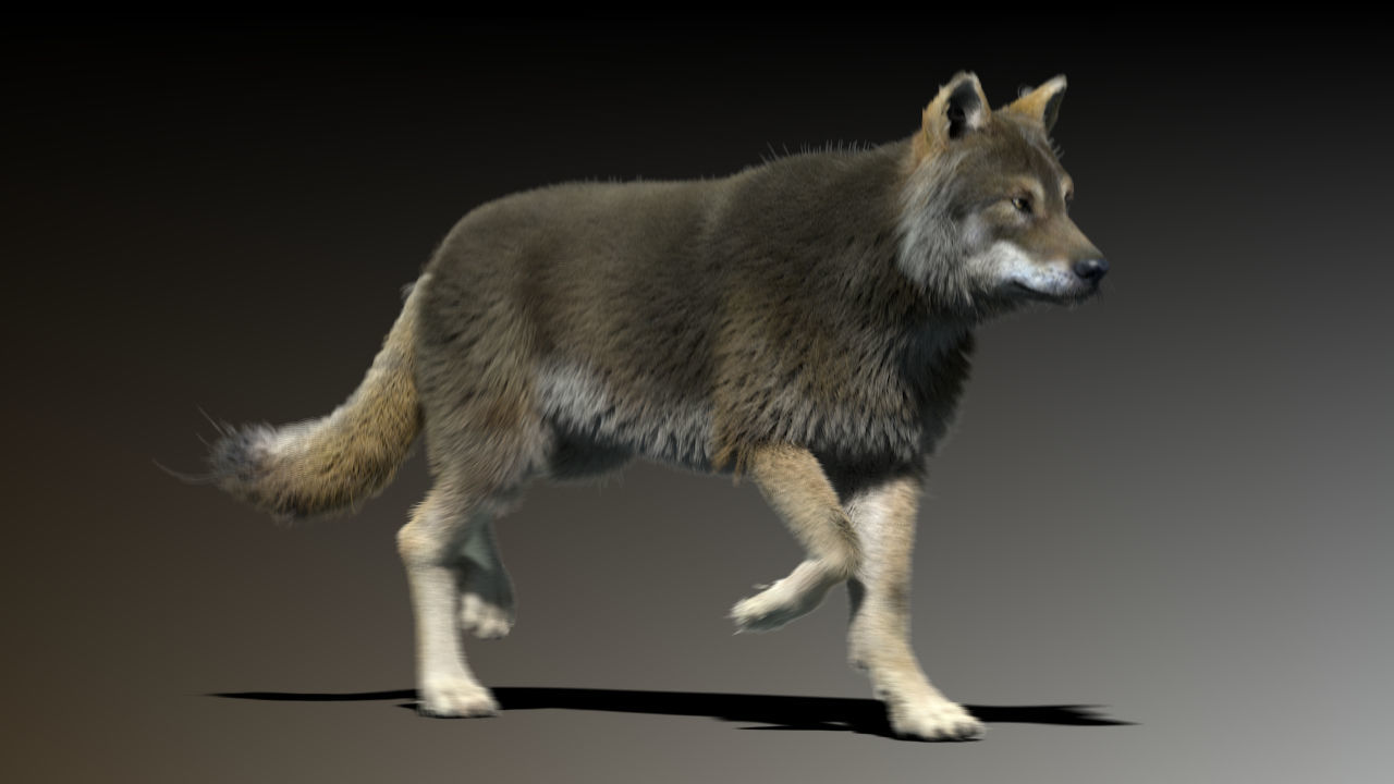 3d Wolf animal Animated Rigged wolf 3D model_9