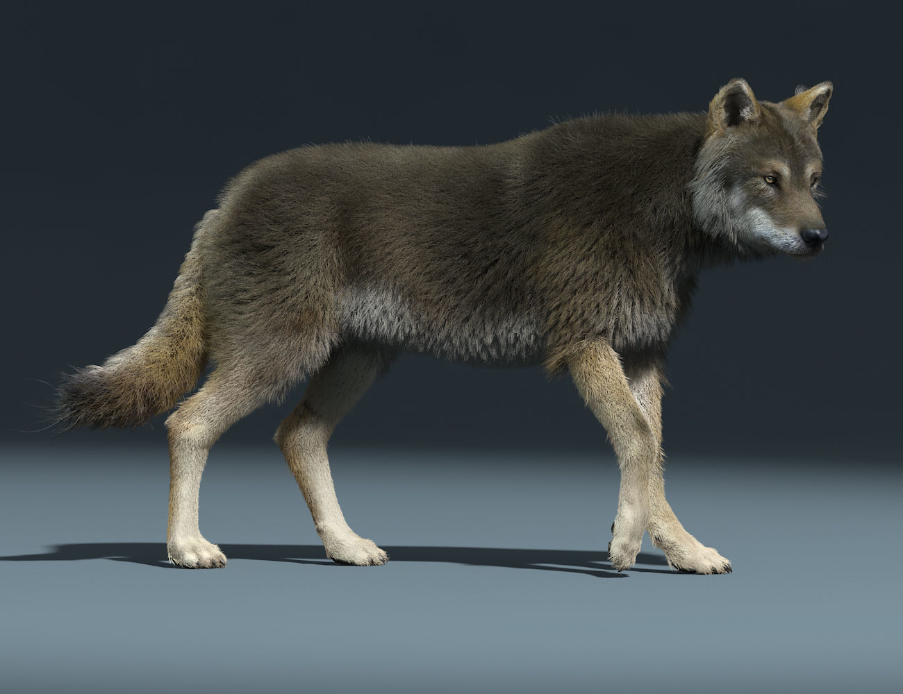 3d Wolf animal Animated Rigged wolf 3D model_2