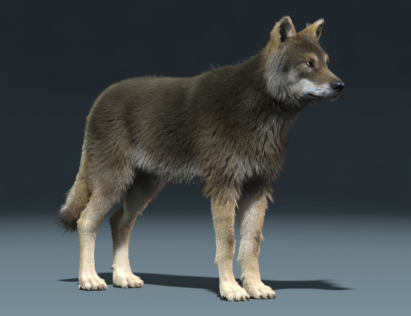 3d Wolf animal Animated Rigged wolf 3D model_7