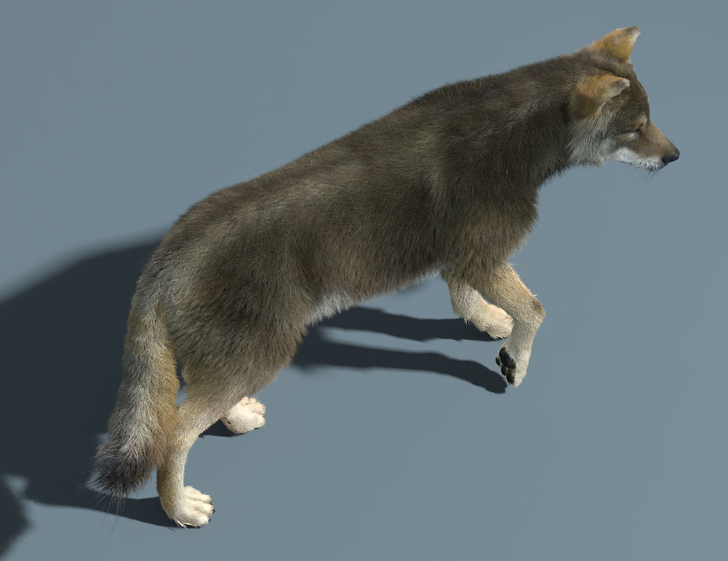3d Wolf animal Animated Rigged wolf 3D model_6