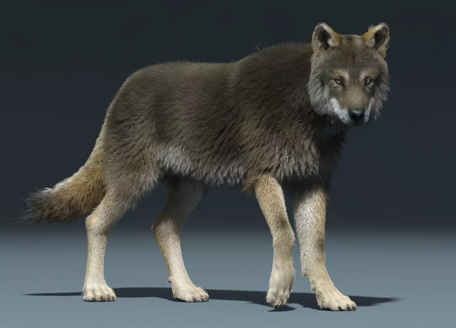 3d Wolf animal Animated Rigged wolf 3D model_0