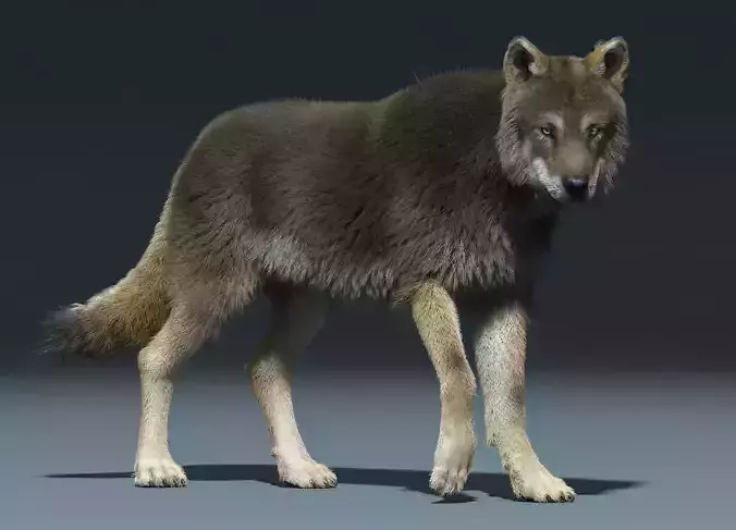 3d Wolf animal Animated Rigged wolf 3D model