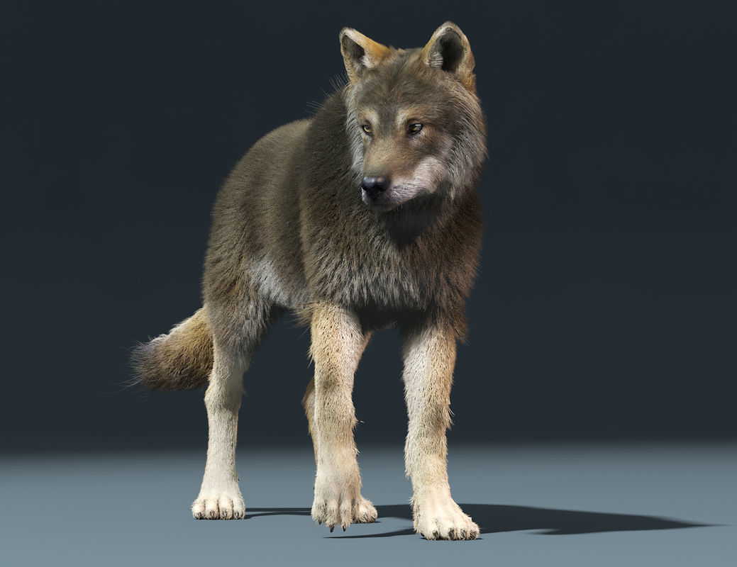 3d Wolf animal Animated Rigged wolf 3D model_5