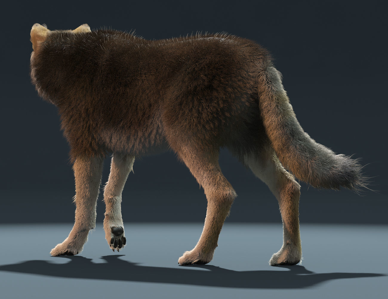 3d Wolf animal Animated Rigged wolf 3D model_4