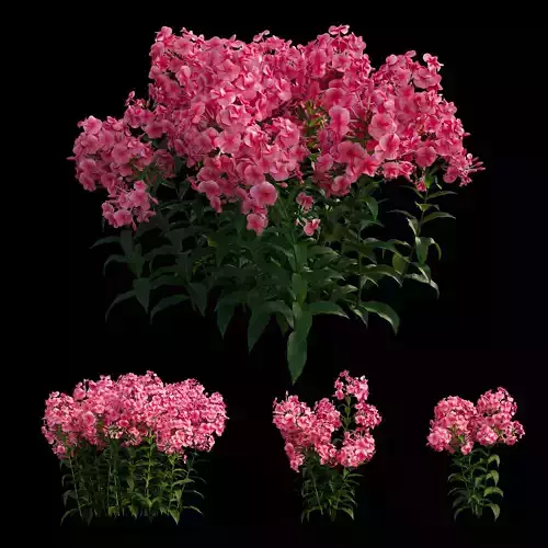 Phlox paniculata red  3D model
