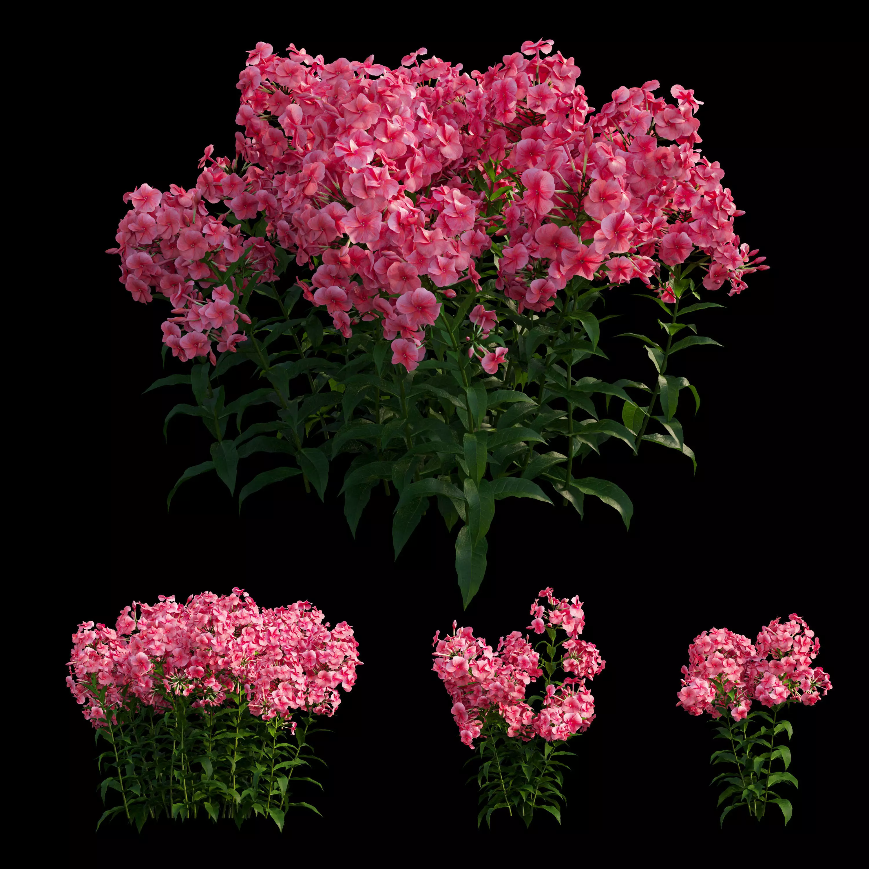 Phlox paniculata red  3D model_0
