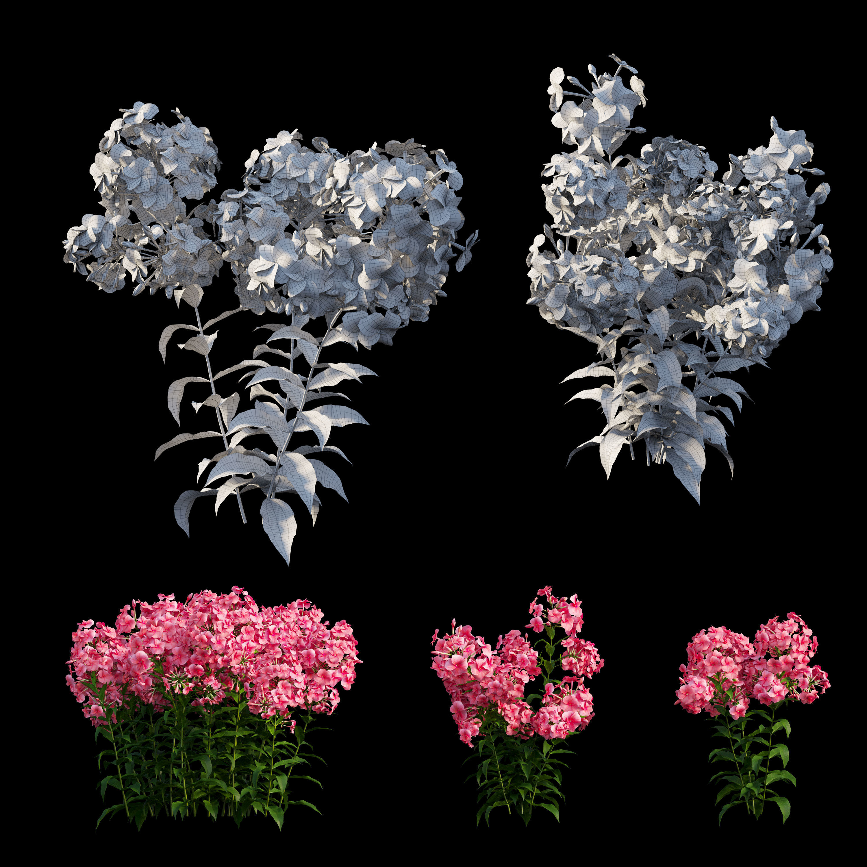 Phlox paniculata red  3D model_8
