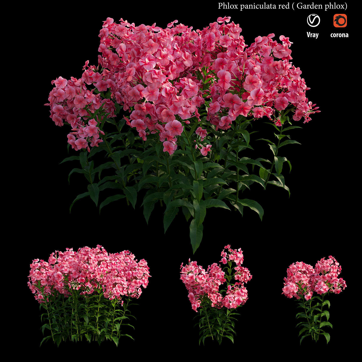 Phlox paniculata red  3D model_1